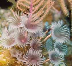 Tube Worm Bouquet in Cayman Brac.Canon 20D 18mm by Lee Marple 